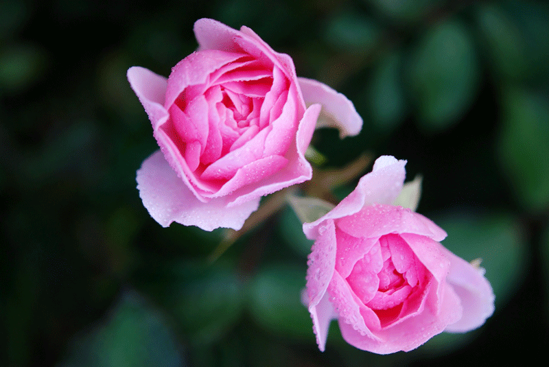 m_roses-22802_1920